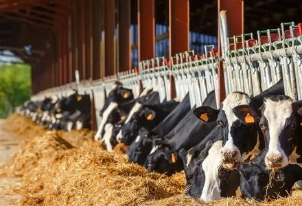 Visuel-photo-agriculture-vache